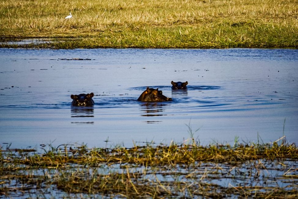 Hippos im Bwabwata Nationalpark