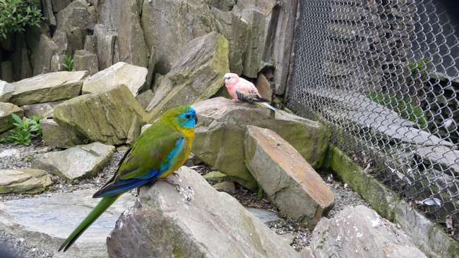 Birds in Oamaru Gardens