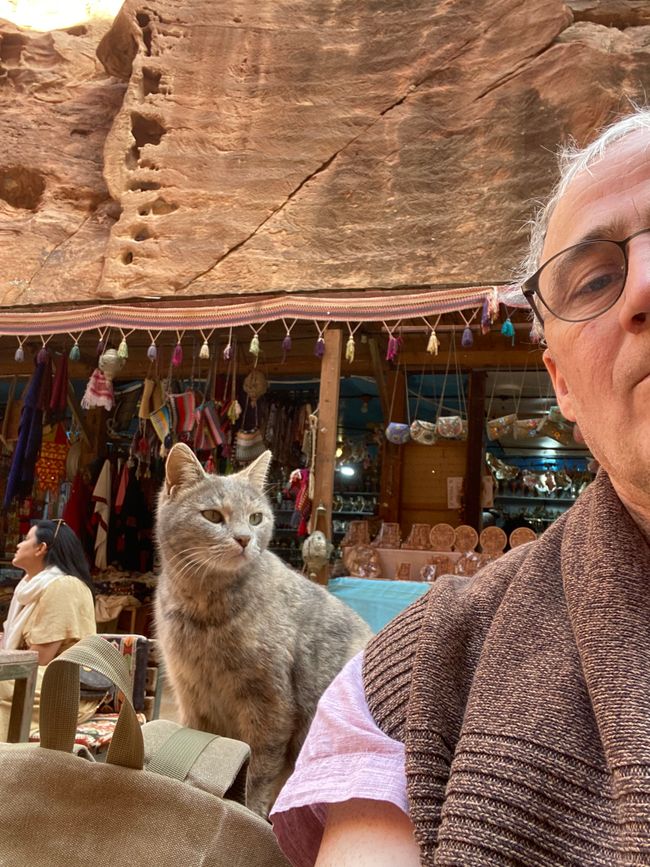 Katzen in Petra 