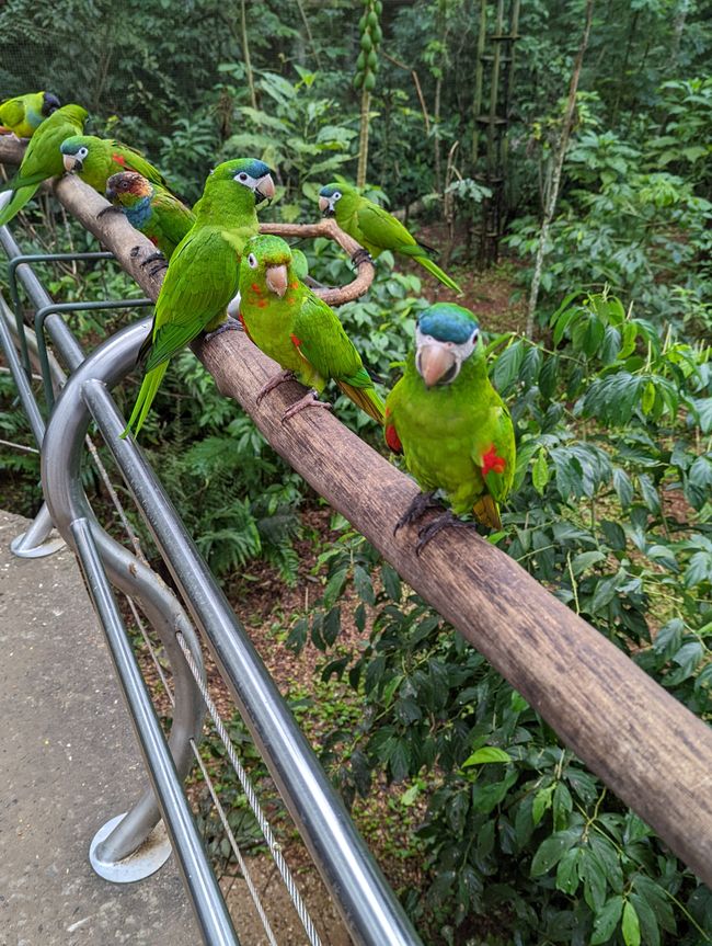 07.06.2022 - Vogelpark und Wasserfälle