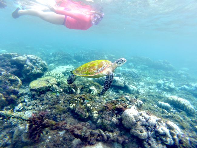 Schildkrötenliebe auf Apo Island
