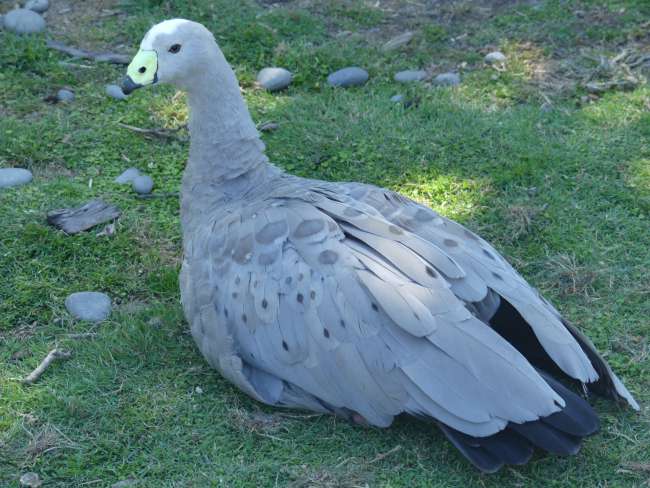 Huge gray goose