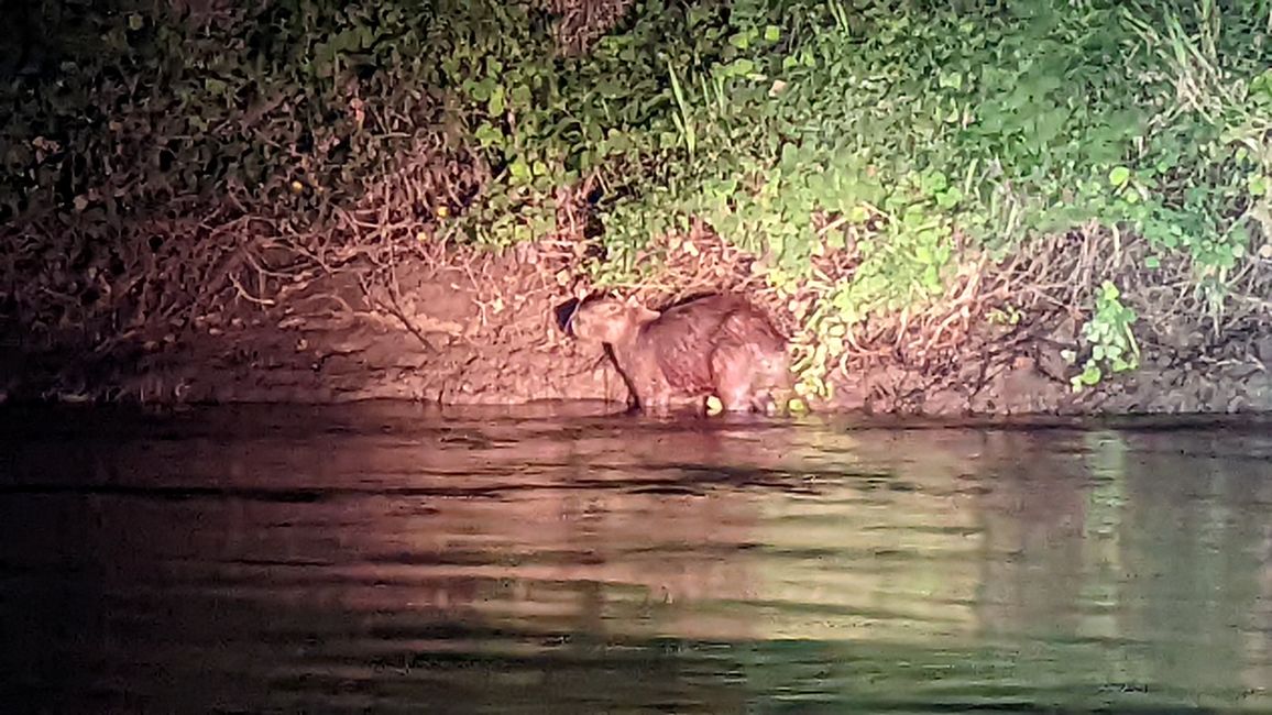 Aufenthalt im Süd Pantanal (Zusammenfassung)