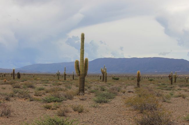 Las Cardones National Park with cacti
