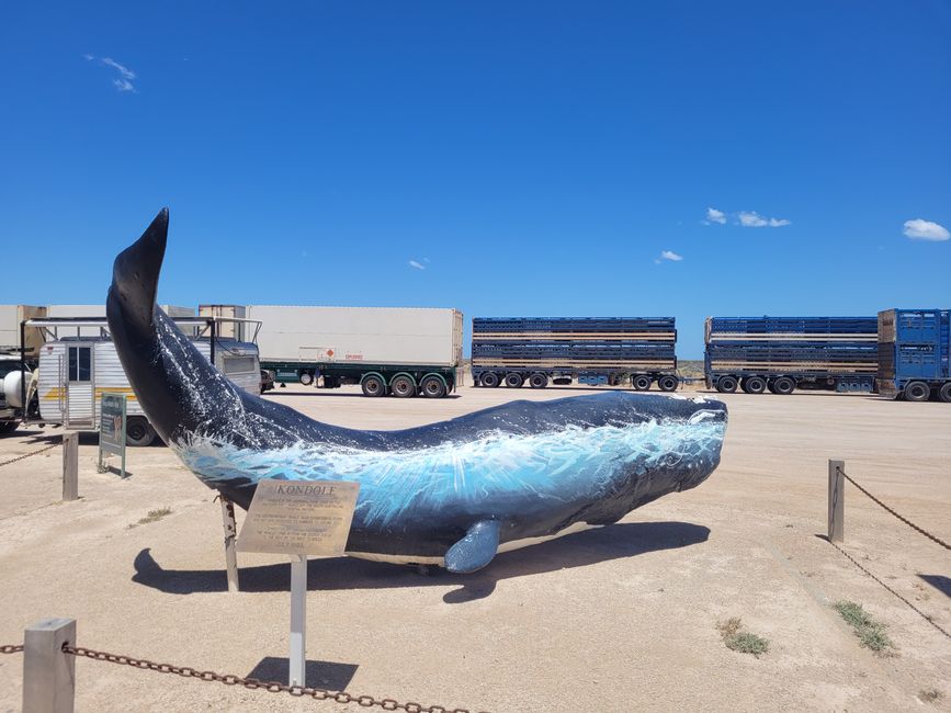 Whale at Nullarbor Roadhouse