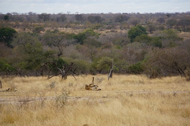 Zurück aus dem Busch - der Kruger Nationalpark