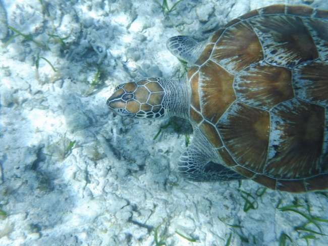 Schnorcheln im Turtle - Paradies Gili Inseln