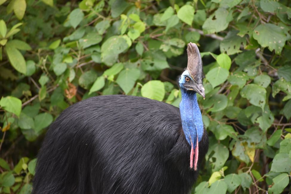 Mission Beach, the gorgeous Cassowary