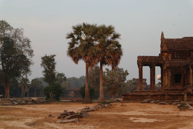 Trees at Angkor Wat.