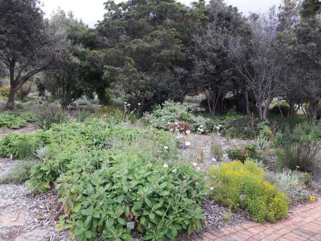 Botanical Garden - Kirstenbosch
