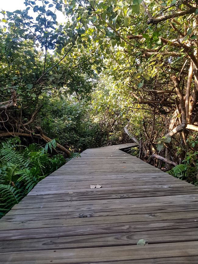 The path through the wooded sand dunes of Sodwana Bay