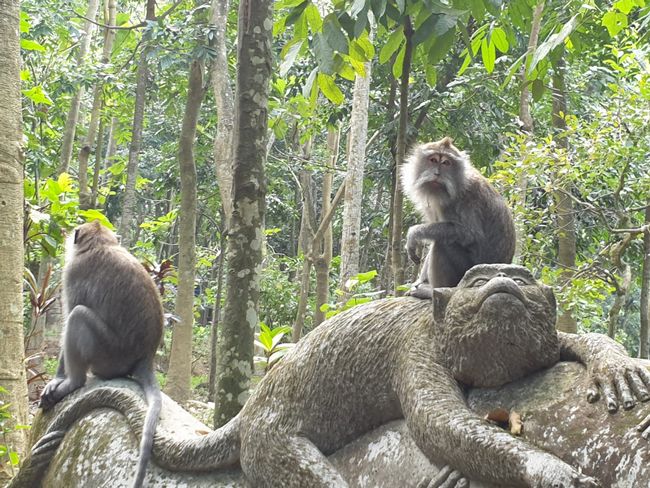 Monkeys - Jungle - Ubud