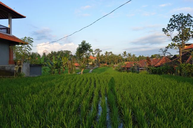 Sunset over the rice field