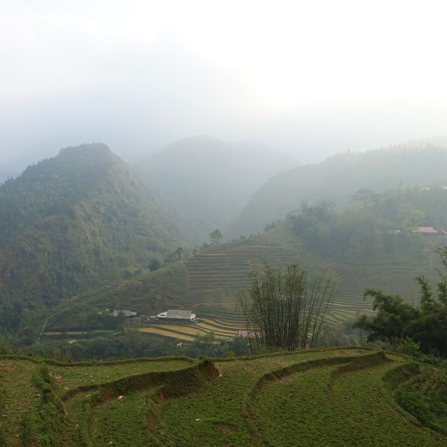 Rice Terraces of Sapa