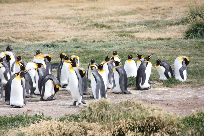 Königspinguine – die wahren Pinguine
