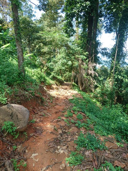 Narrow jungle path