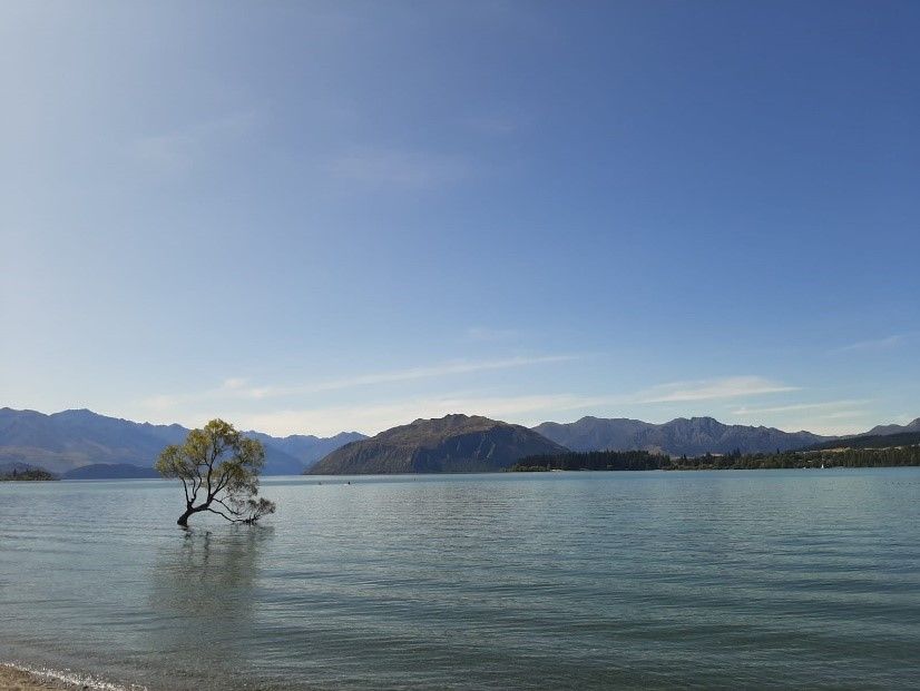 Wanaka Tree at Lake Wanaka