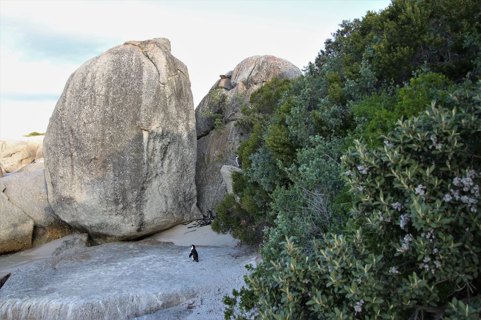 Jour 19 : Le Cap ! Montagne de la Table, plage et pingouins