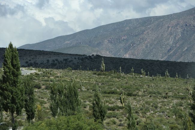 Kakteenfelder während der Fahrt nach San Miguel de Tucumán