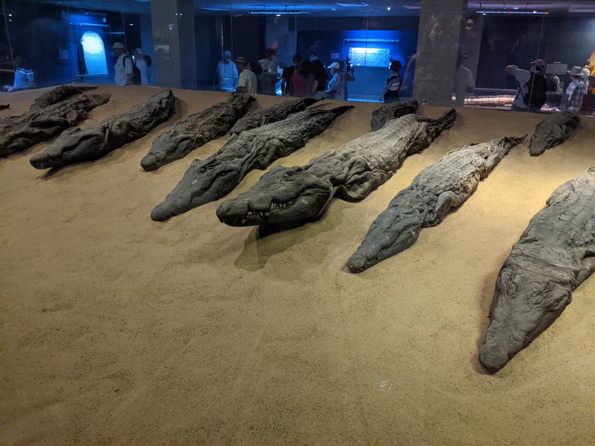 Mumifizierte Krokodile