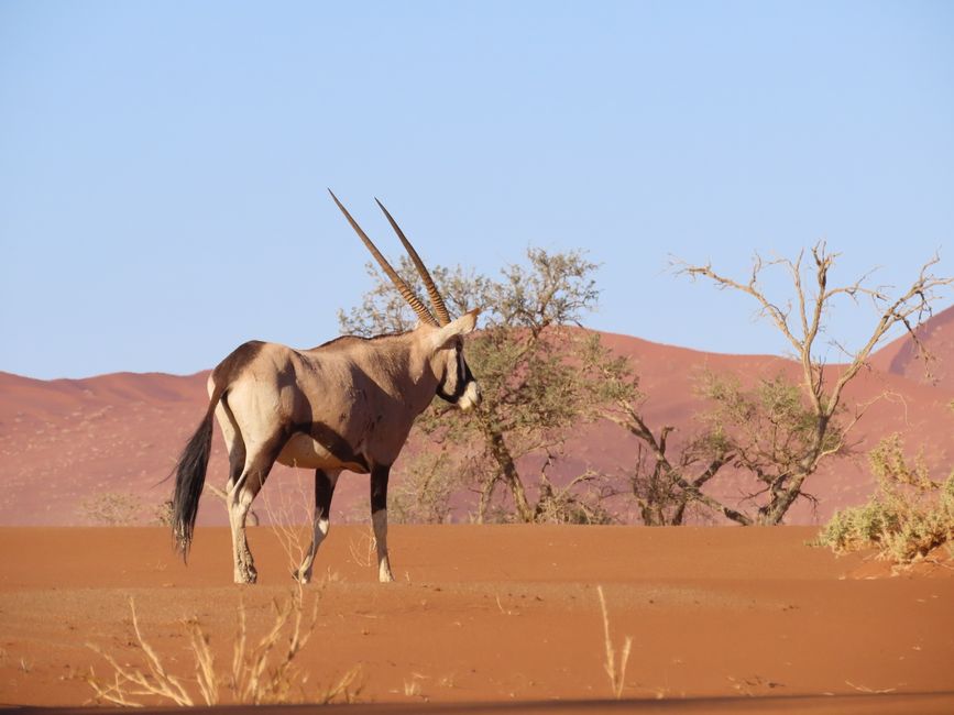 Der Oryx macht sich sehr gut vor dem orangen Sand