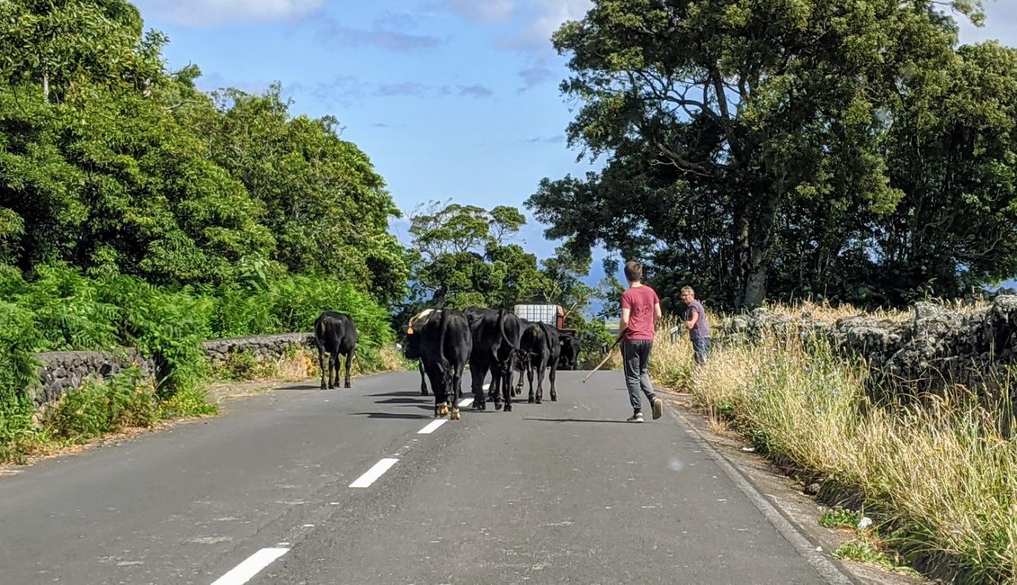 Day 7: Back to Sao Miguel