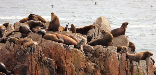 Plenty of sea lions on 3 rocky mini islands