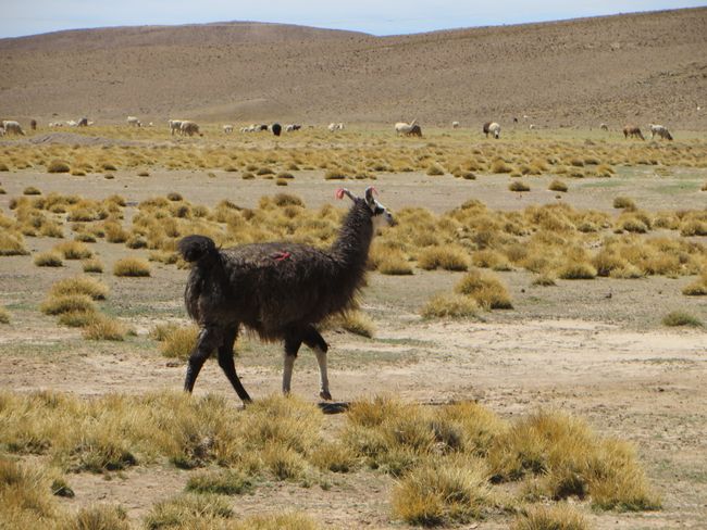 Salar de Uyuni