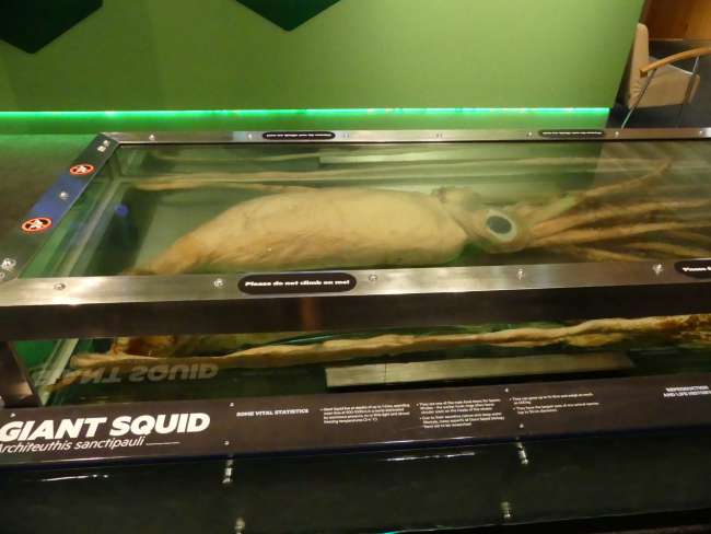 The gross giant squid