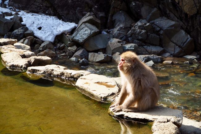 Nagano Jigokudani Snow Monkey Park 