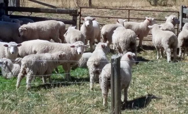 Lodge on the sheep farm