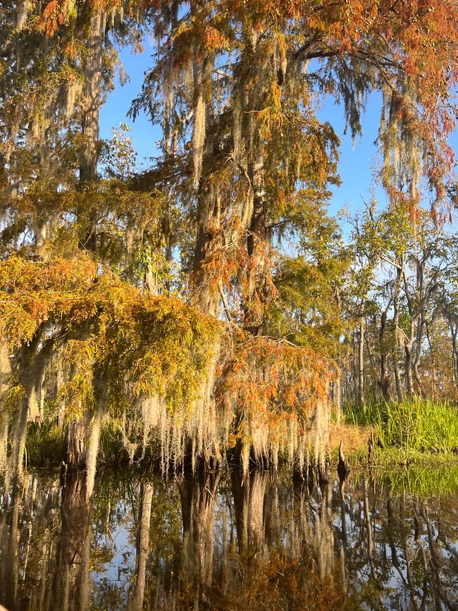 Wildes Louisiana