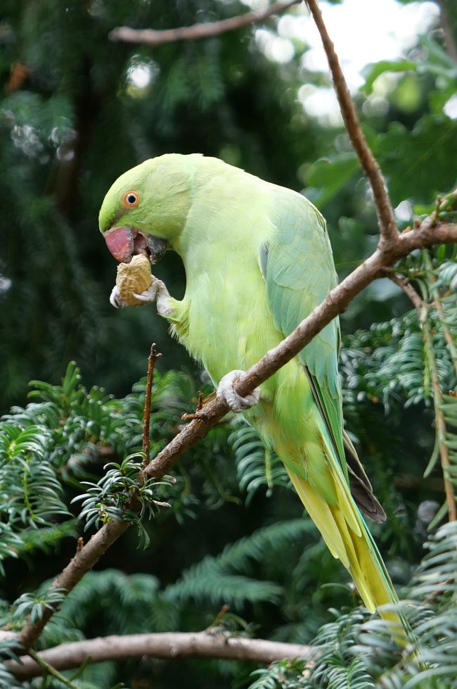 Ring-necked parakeet in Hyde Park