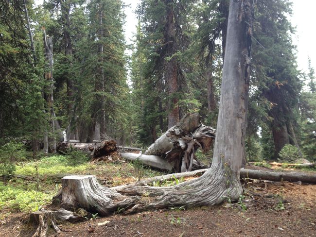 It's official: Colorado Trail crossed off as a graveyard for trees. RIP