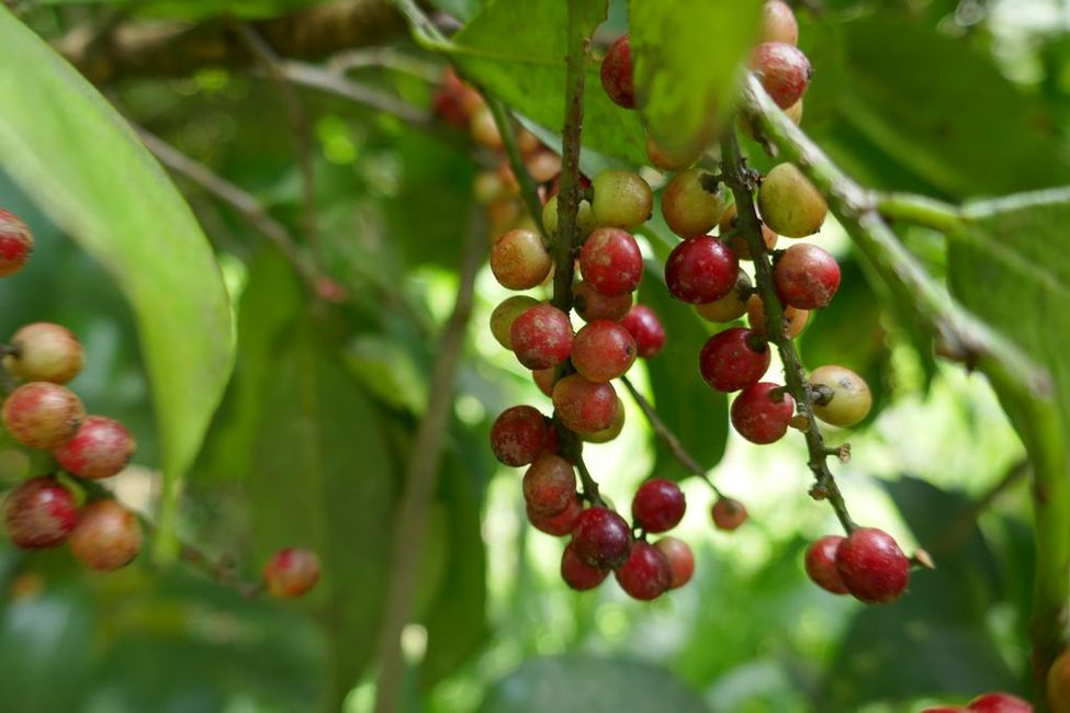 Red boni berries are considered a home remedy for all kinds of diseases