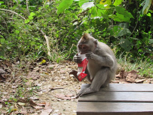 The little cigarette thief in the Monkey Forest