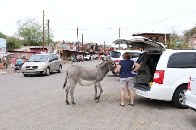 friendly donkeys in Oatman