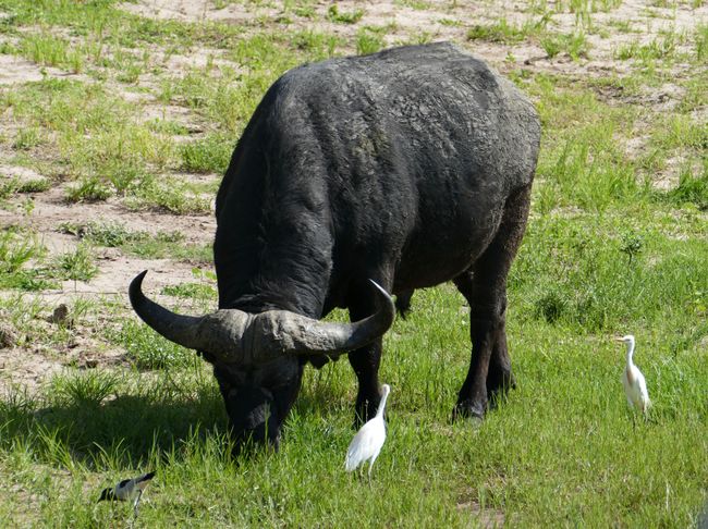 Büffel 