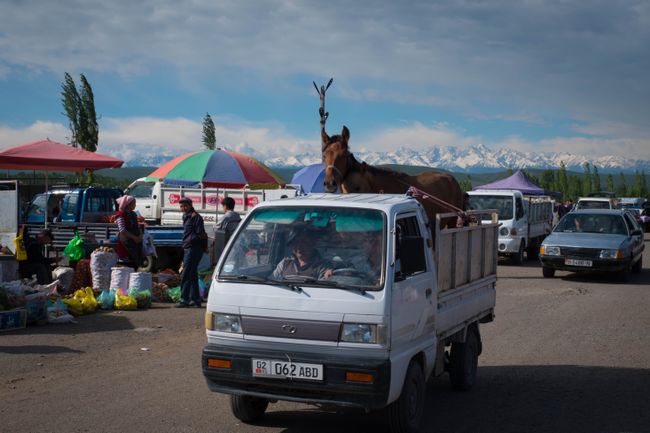 In Kirgistan sind Pferde - wie auch andere Tiere - eine wichtige Kapitalanlage. Hier hat ein Pferd einen neuen Besitzer gefunden