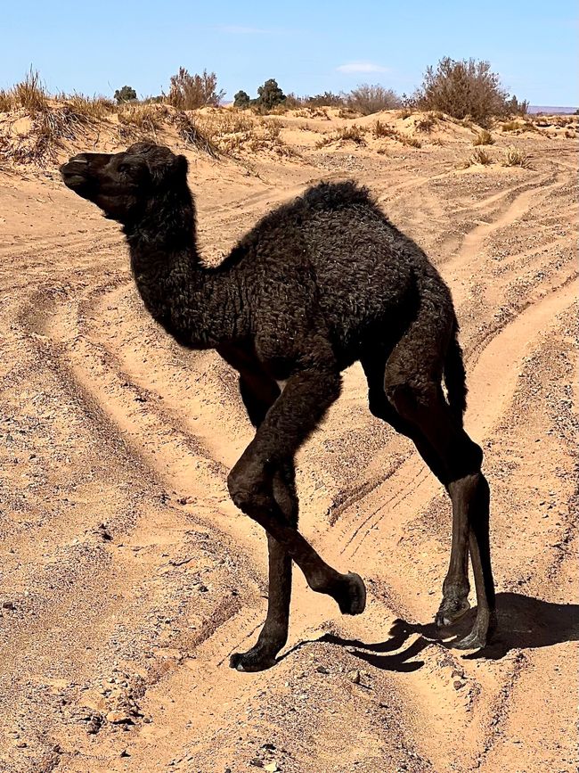A young dromedary crossed our path. (Photo: Birgit)