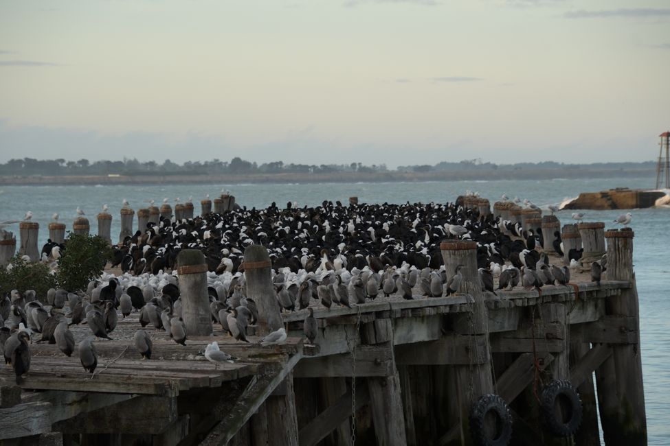 Oamaru - Cormorant congregation