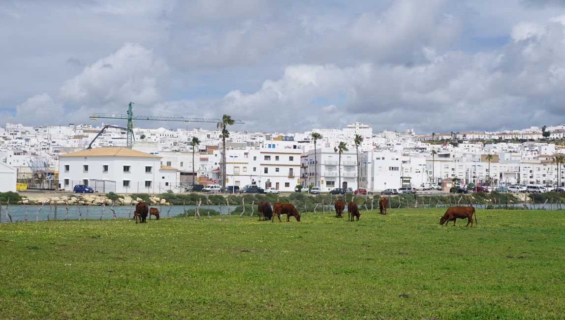 Conil and feeding pasture