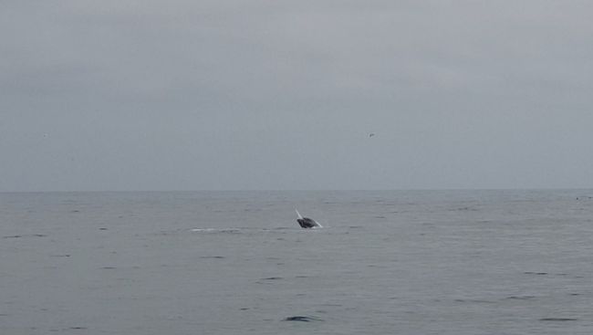 Посматрање китова у Монтереју и 17 миља вожње