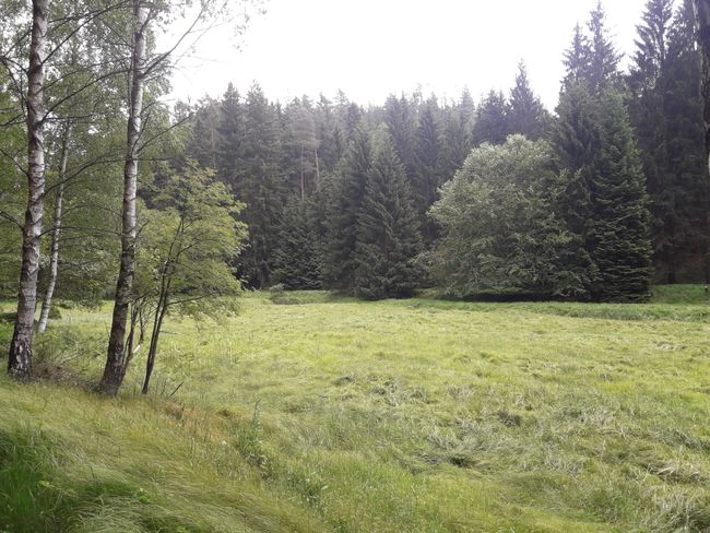 a meadow
