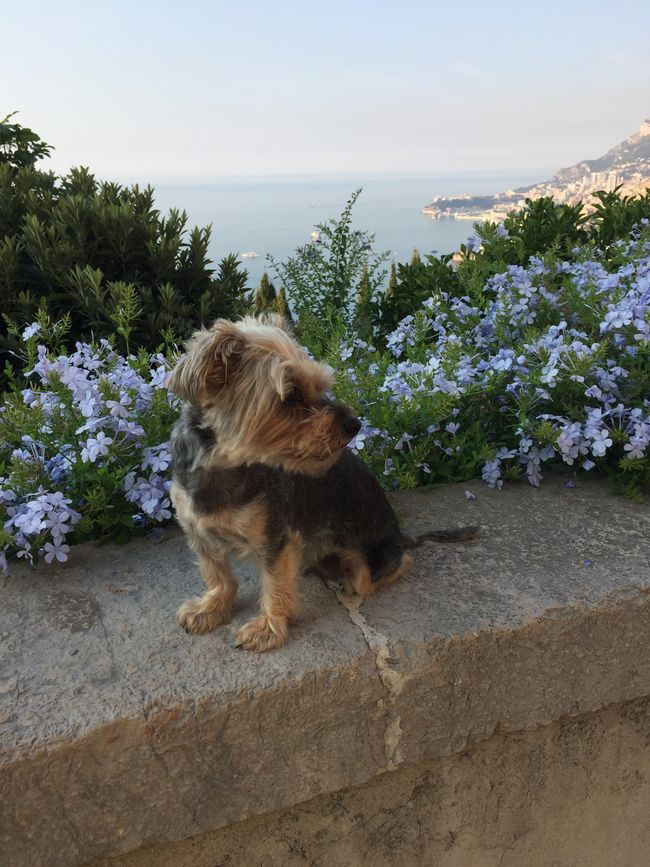 I'm looking away again 🙃 (Monaco is behind Littlefoot)