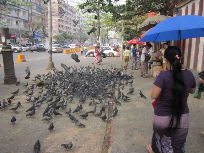 Viele Tauben in Yangon