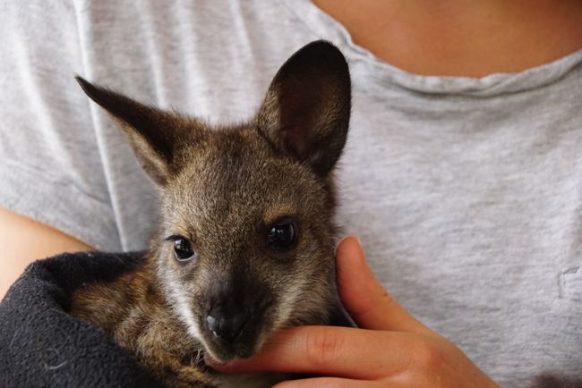 Wallaby Baby