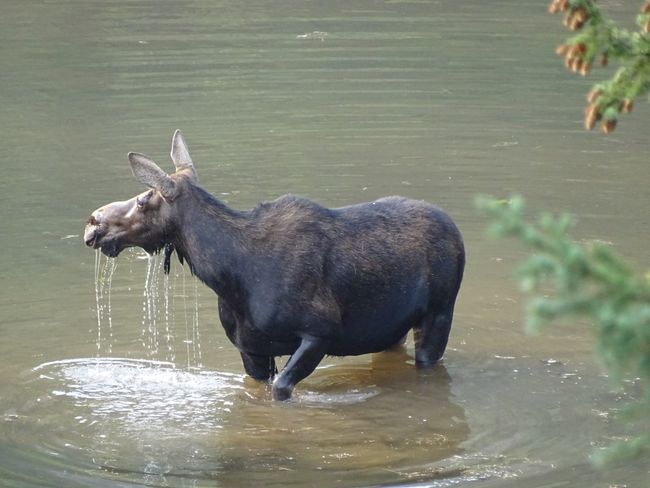 Yay, lucky again. We spotted a moose up close at Moose Pond.