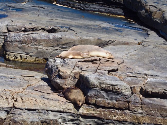 Look at the fatty below the two sea lions!