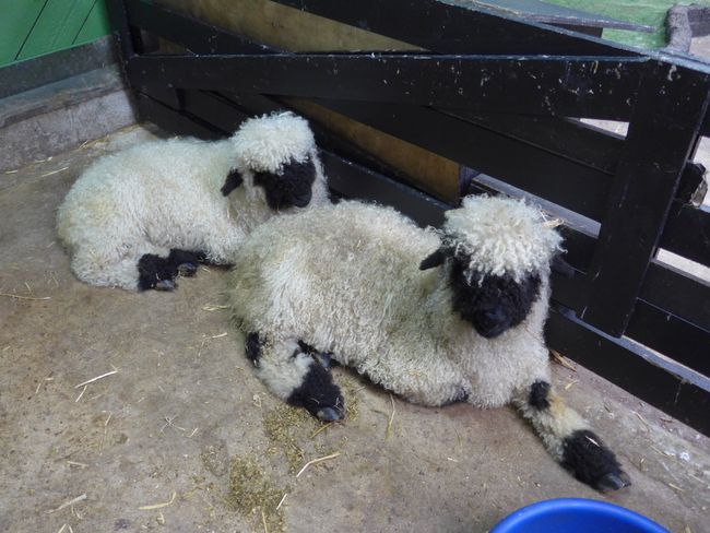 Rotorua - Schafshow und Schwefelgeruch (Neuseeland Teil 18)